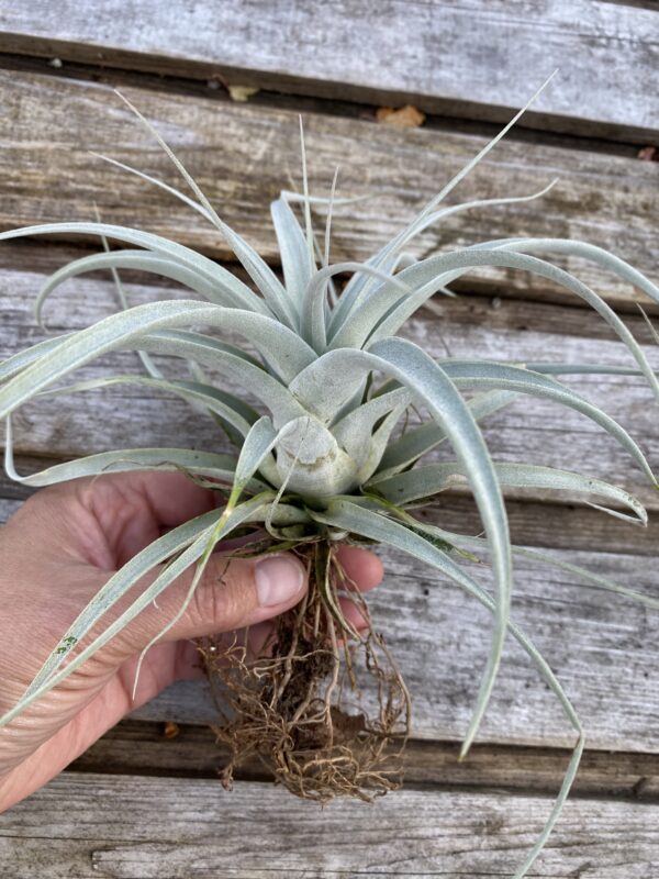 Tillandsia xerographica
