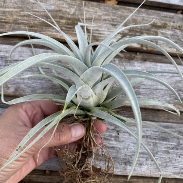 Tillandsia xerographica