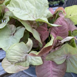 Syngonium