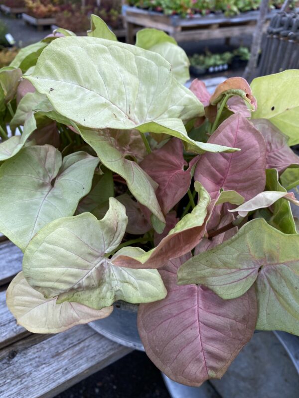 Syngonium
