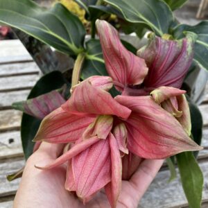 Medinilla