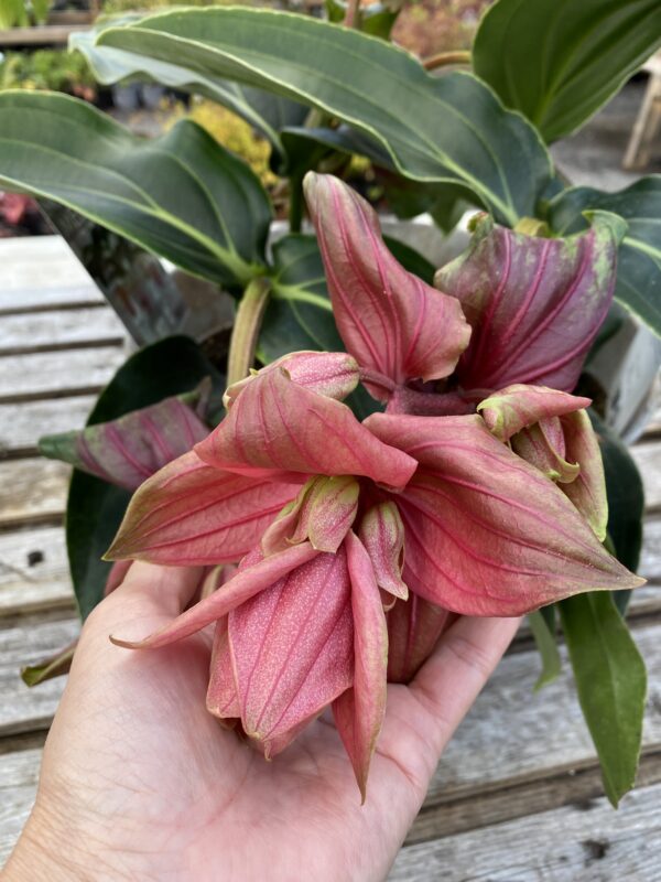 Medinilla