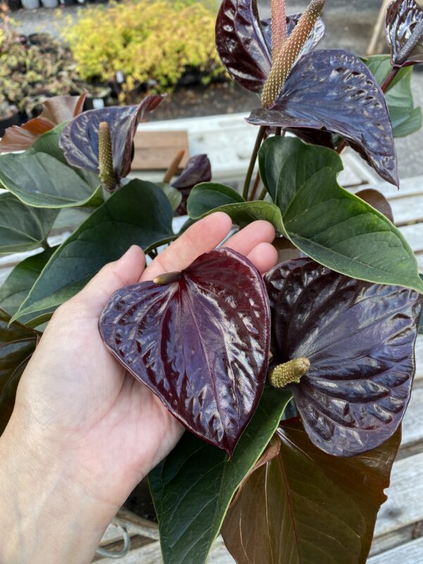 Anthurium Black Beauty