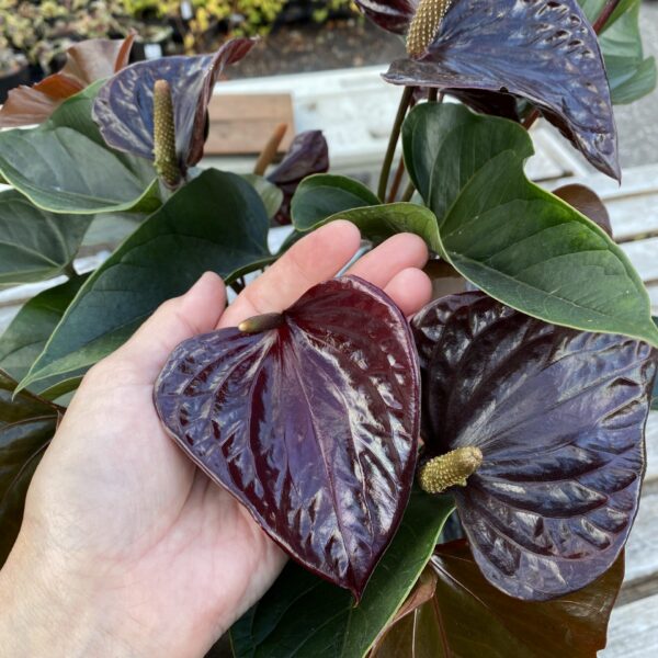 Anthurium Black Beauty