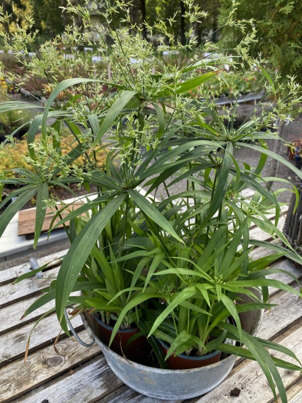 Cyperus поменьше растение