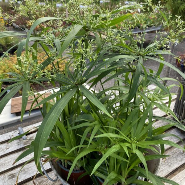 Cyperus поменьше растение