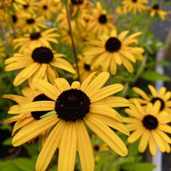 Многолетние цветы и злаки