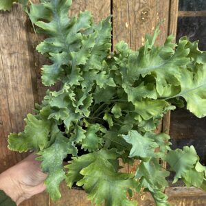 Phlebodium