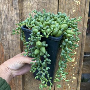 Senecio herreianus
