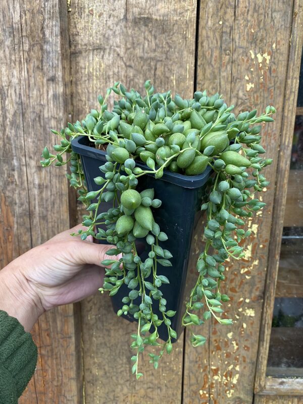 Senecio herreianus
