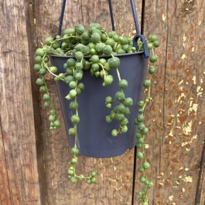 Senecio rowleyanus