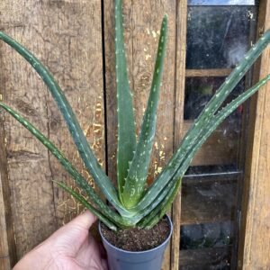 Aloe vera
