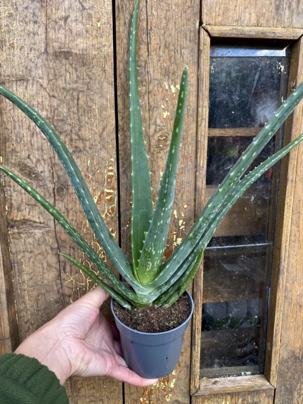 Aloe vera