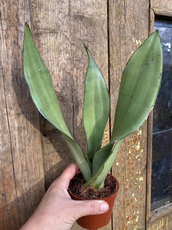 Sansevieria "Moonshine"