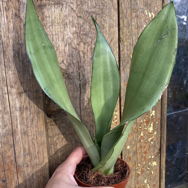 Sansevieria "Moonshine"
