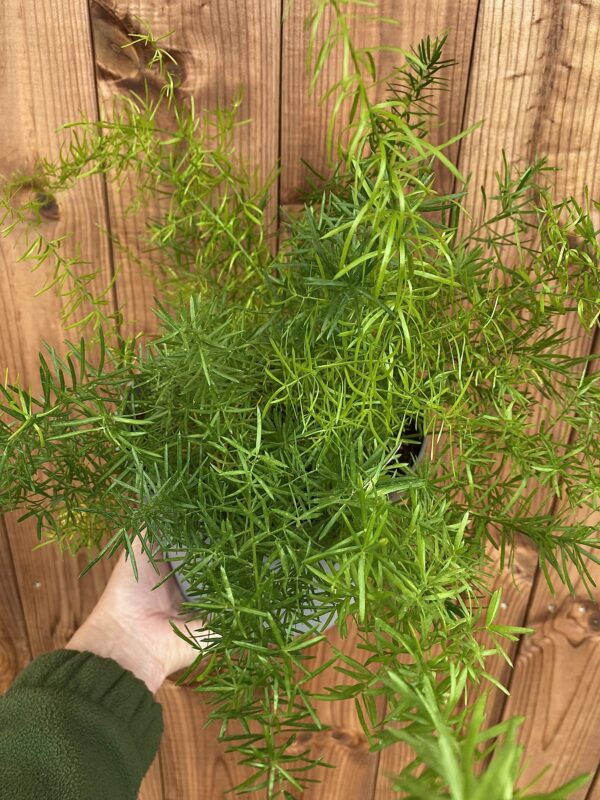 Asparagus