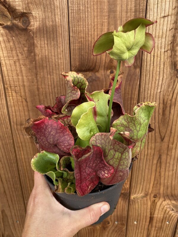 Sarracenia purpurea
