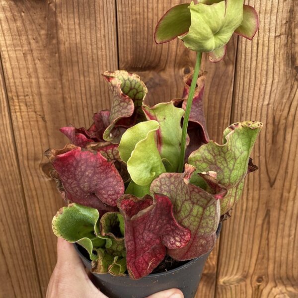 Sarracenia purpurea