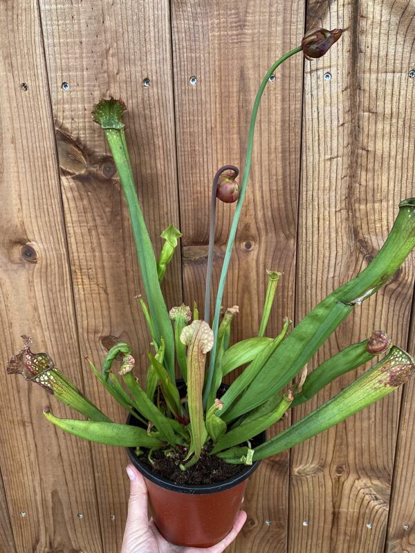 Sarracenia