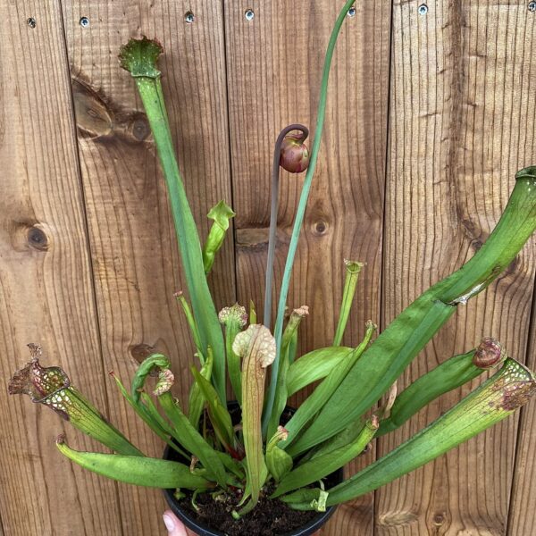Sarracenia