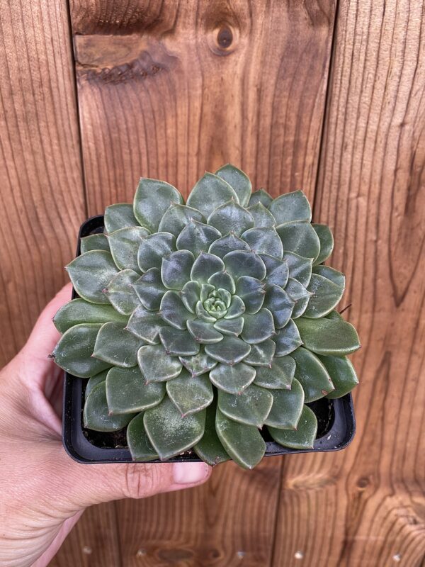 Graptopetalum