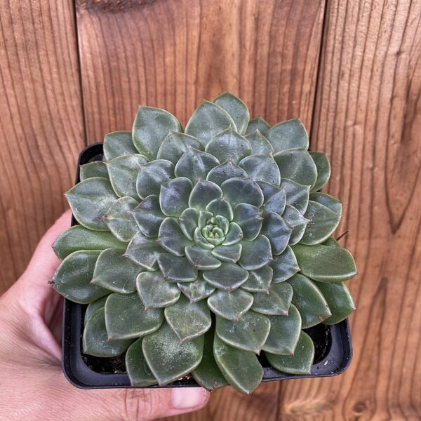 Graptopetalum