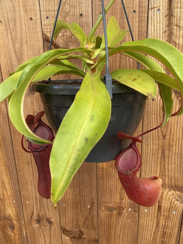 Nepenthes hybrid