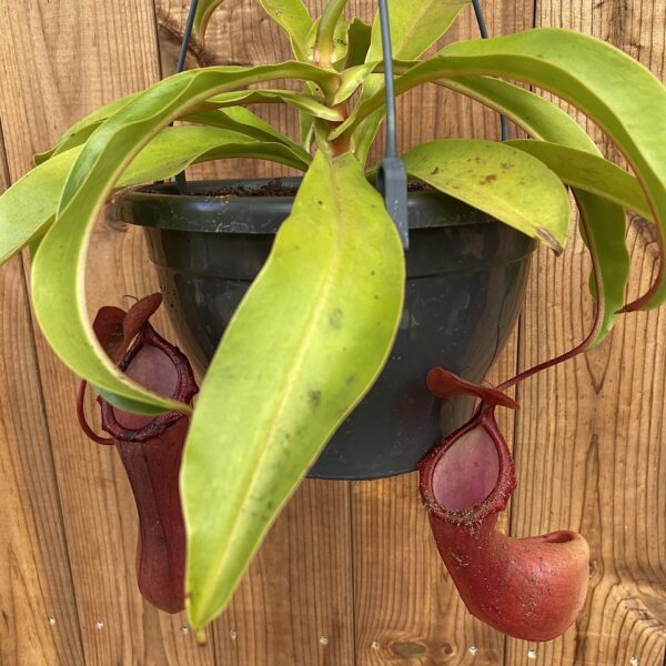 Nepenthes hybrid