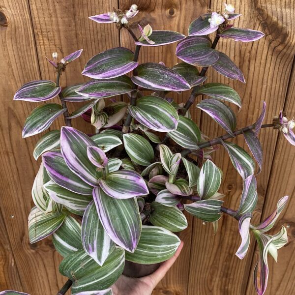 Tradescantia zebrina "Tricolor"
