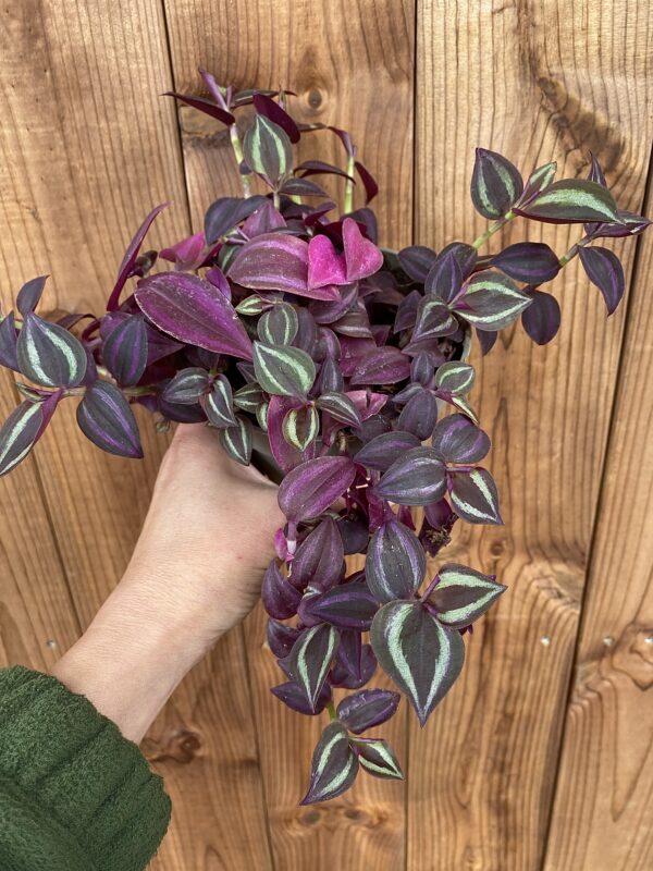 Tradescantia zebrina "Purpur"