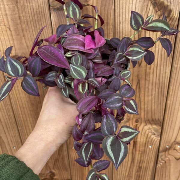 Tradescantia zebrina "Purpur"