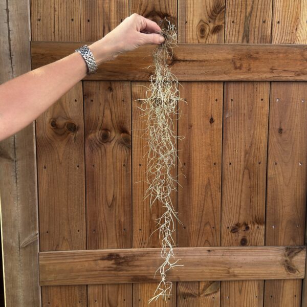 Tillandsia usneoides