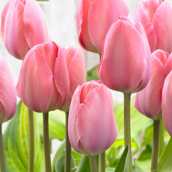 Tulipa Mystic van Eijk 11/12 штука