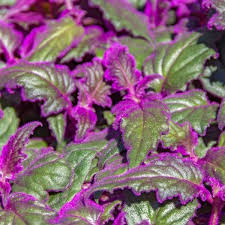 Gynura aurantiaca