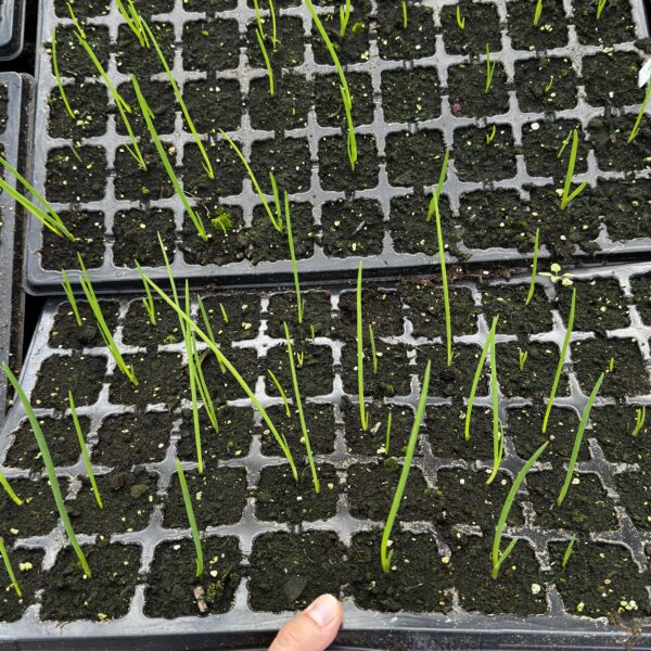 Allium proliferum