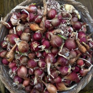 Allium proliferum