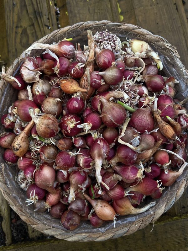 Allium proliferum