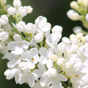 Syringa vulgaris Lebedushka