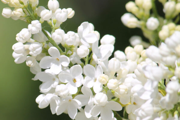 Syringa vulgaris Lebedushka