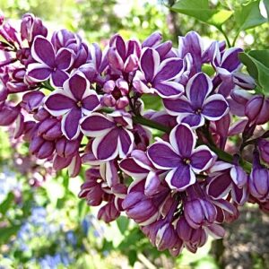 Syringa vulgaris Sensation