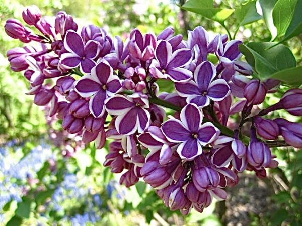 Syringa vulgaris Sensation
