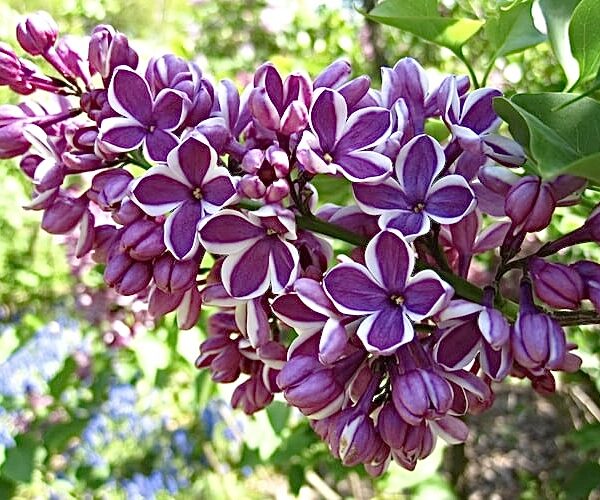 Syringa vulgaris Sensation