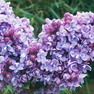 Syringa vulgaris  Katherine Havemeyer