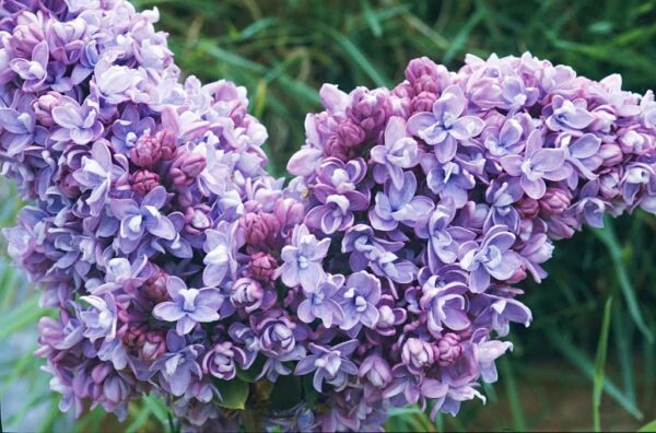 Syringa vulgaris  Katherine Havemeyer