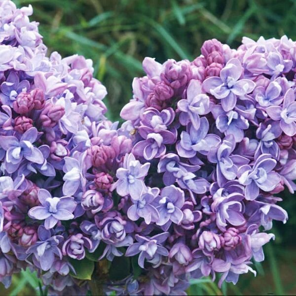 Syringa vulgaris  Katherine Havemeyer