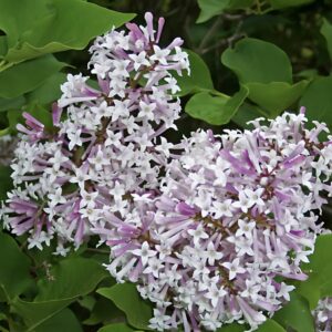 Syringa patula Miss Kim
