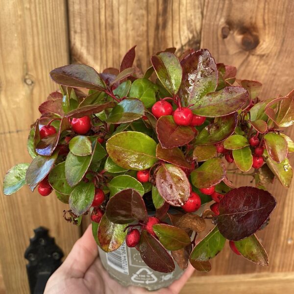 Gaultheria procumbens