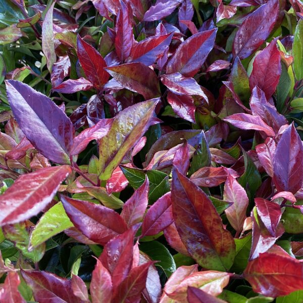 Leucothoe axillaris Zeblid (Scarletta)