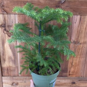 Araucaria