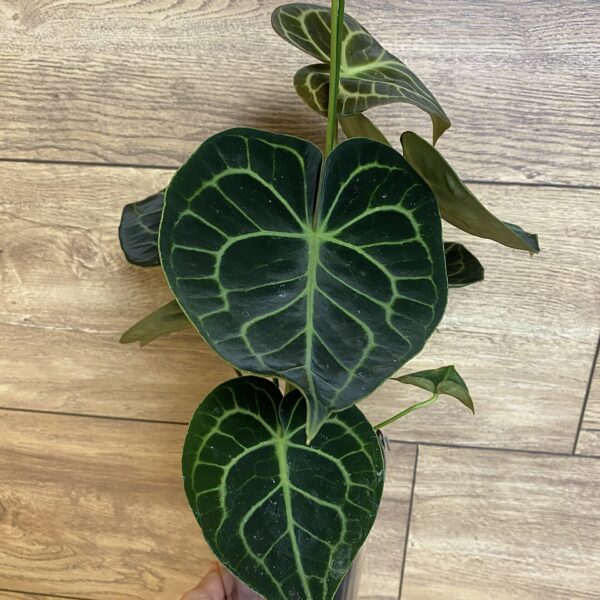 Anthurium Clarinervium